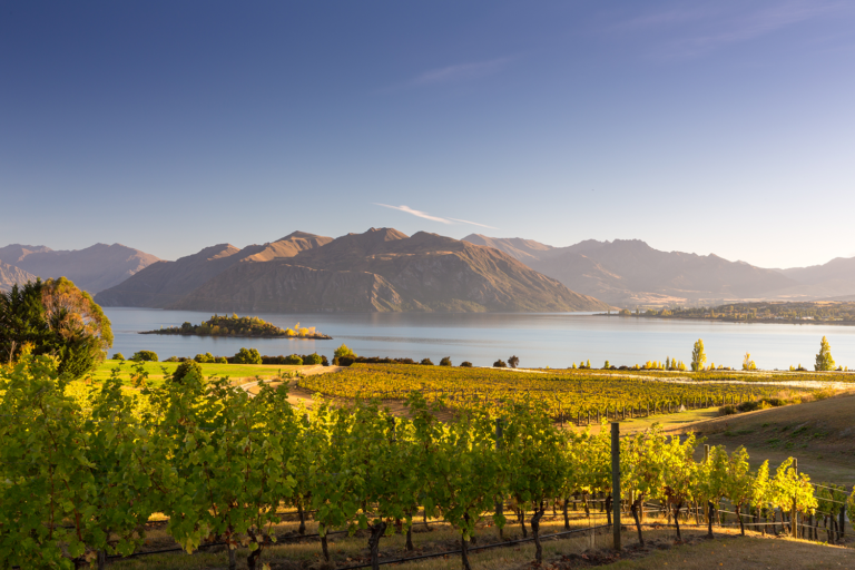 Dog Point, an icon of NZ wines