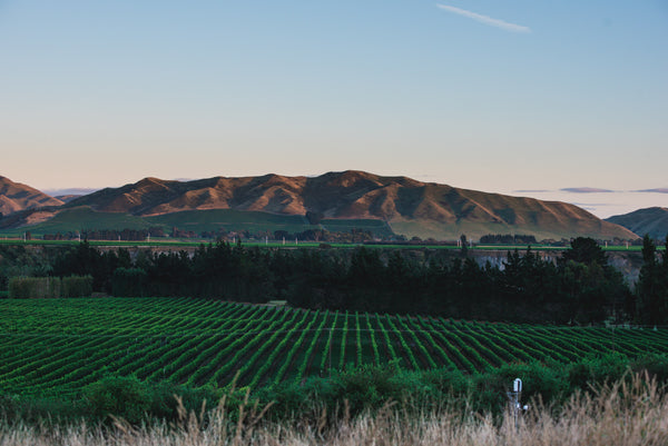 Saint Clair Wines